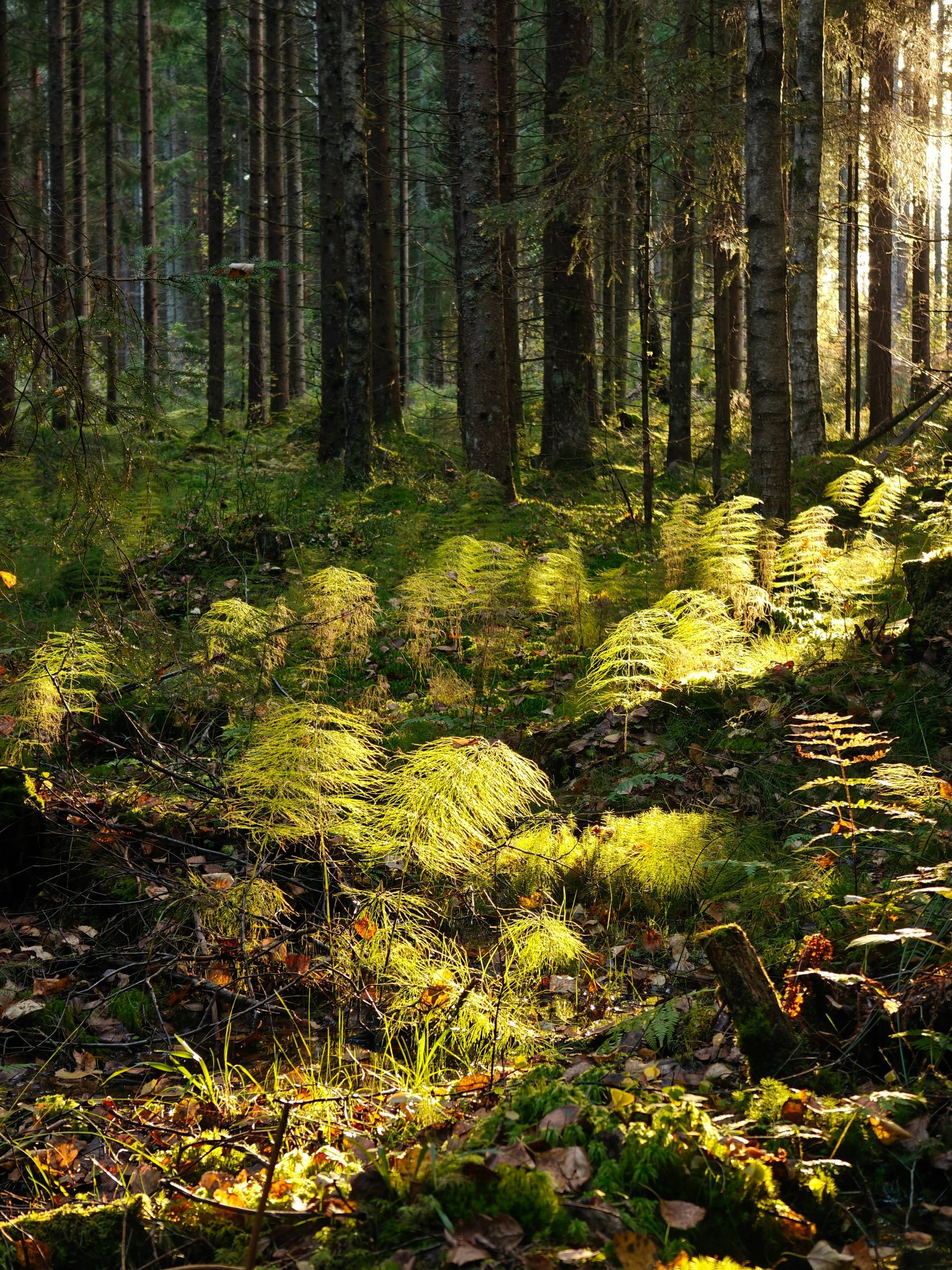 Sunlight falling through ferns on a forest floor.