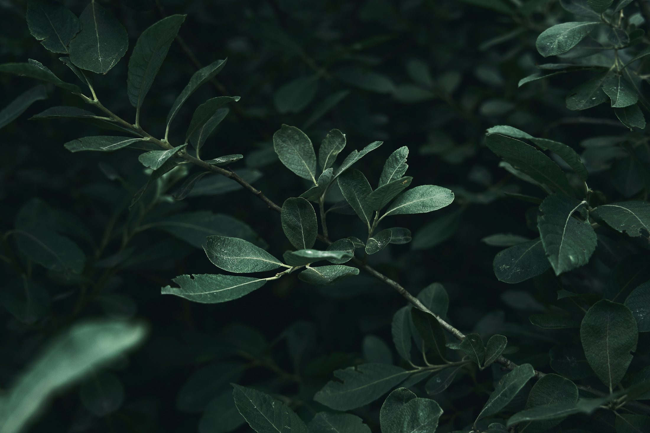 Dark green leaves in low light.